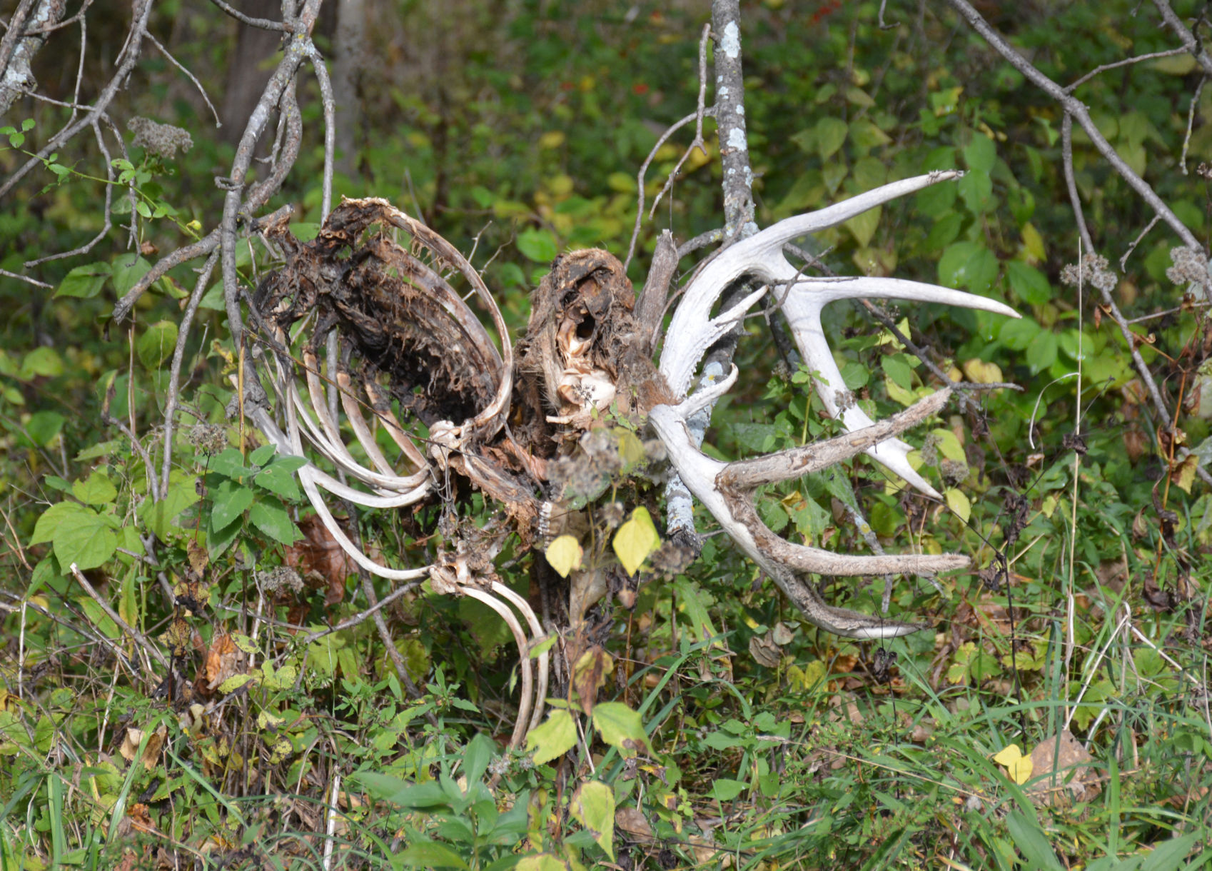 Remains